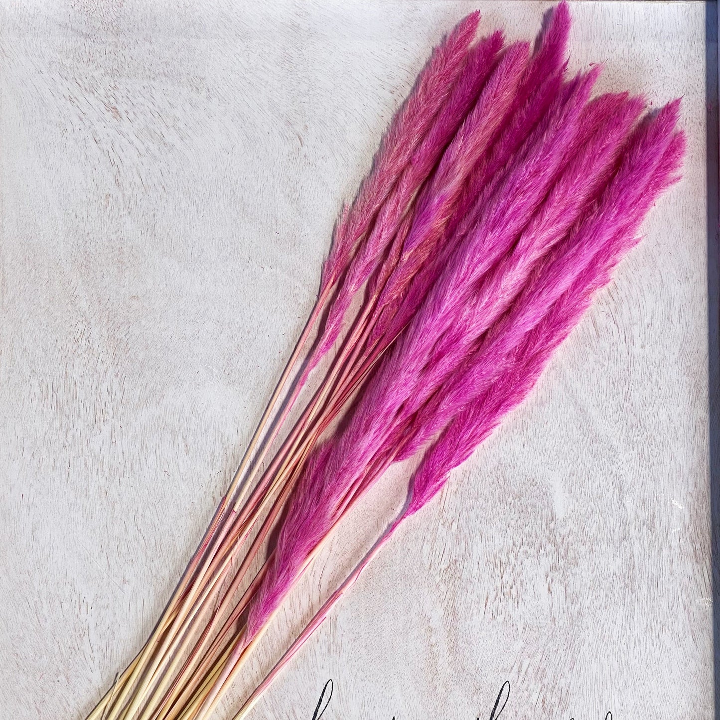 Preserved Flowers - Pampas