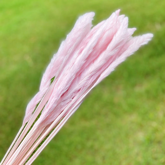 Preserved Flowers - Pampas